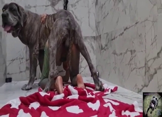 Good-looking lady gets fucked by a horny dog