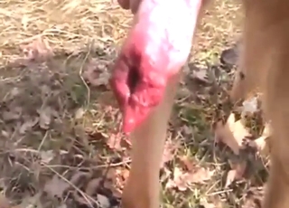 Sexo com cachorro, carícias, gemidos e orgasmos animais