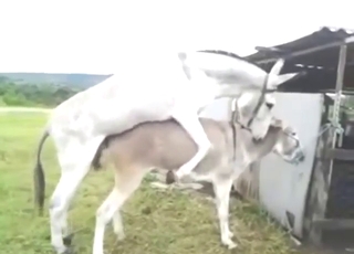 Sexy beasts show what they do while outdoors