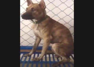 ویت نام کے سیکسی کتے اپنی اصل ہوس دکھاتے ہیں