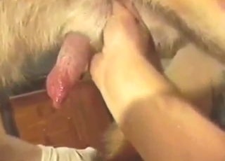 A cute beast is going to enjoy a nice handjob