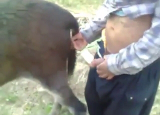 Aging zoophile fucking a donkey's wet pussy