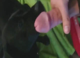 Bestiality porn shows a guy who blows a big load