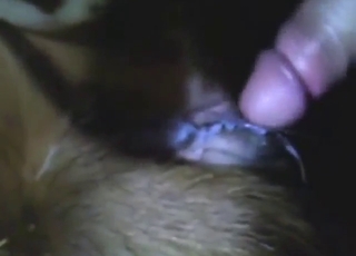 Moaning with a cow pussy getting stretched