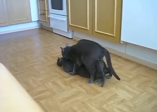 No shame with hot cats that fuck each other