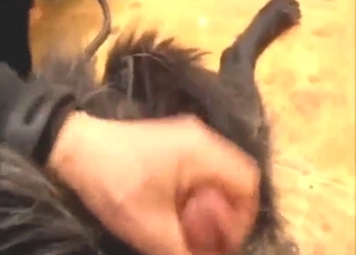 Nice dog dick handjob keeps the animal SAVAGE
