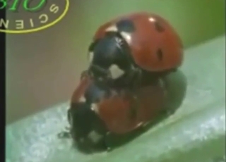 Outdoor zoo sex with sexed-up animals here