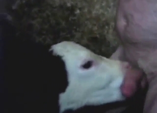 Sexy beasts are ready to suck human dicks