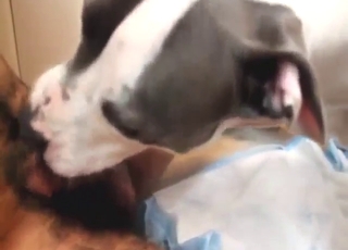 Dog with sexy spots licking all over his penis