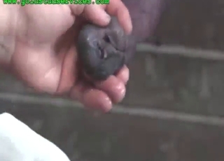 Dude gets to wash a yummy horse penis today