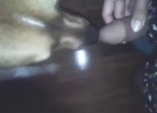 l'indien sexe: chien lèche sa bite et le fait jouir