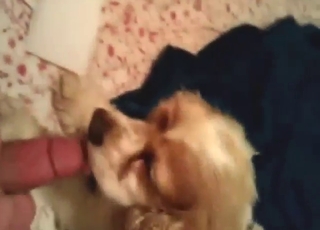 En hund giver denne fyr en lækker blowjob, så han får det rigtig godt