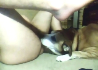 Small cock dog is going to get off with a bottom