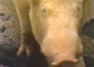 Pleasure with a bunch of zoophilic countryfolk