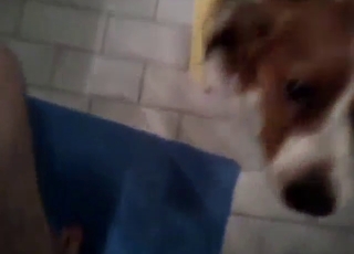 Étonnant animal est utilisé par son duc, sensualité animale