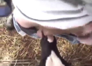 母牛的口交會讓他很開心