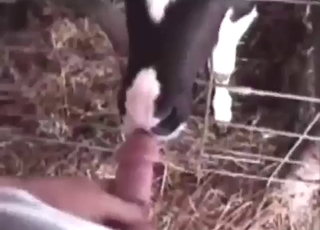 Blowjob