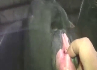 Zoophile porn shows a sexy beast in a POV vid