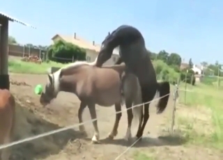Cavallo in un film porno all'aperto, sudore e natura selvaggia.