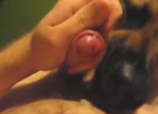 Zoo sex with a dog that licks his penis in POV