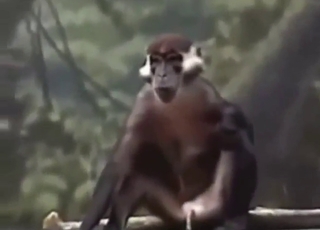 Every monkey is horny in this messy compilation