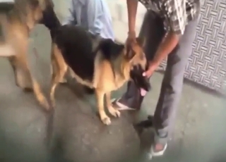 Dog vs dog fucking with two horny animals