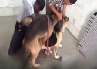 To dyrsomme hunde, der knalder intenst med hinanden i en lidenskabelig og naturlig scene