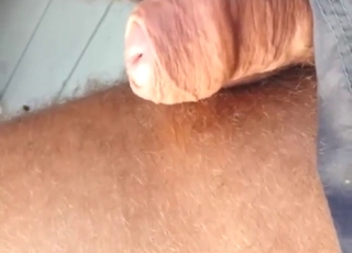 Small and stinky cock swarmed by sexy flies