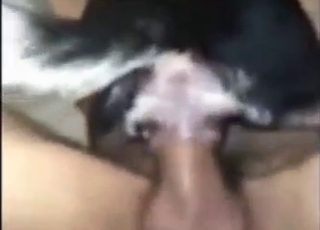 这哥们儿用他的鸡巴在狗体内做了很多事