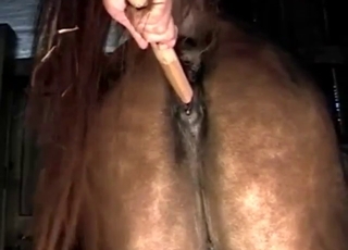 Zoophile porn with a guy who fucks mares hard