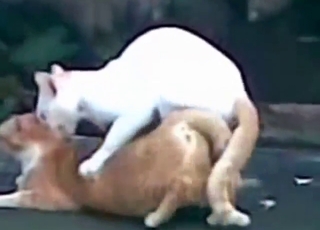White cat fucks another cat with great passion
