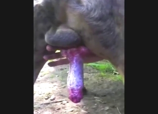 Dog's nice penis explodes during close-up showcase