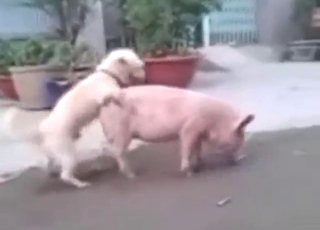 Dog fucks a pig and it looks awesome to see