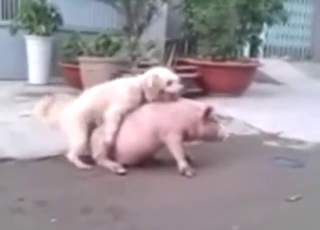 Dog fucks a pig and it looks awesome to see