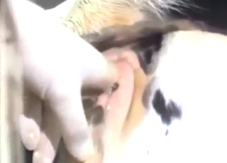 Zoo XXX movie with cows and pissing action