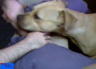 Bestiality sex shows him sticking his dick in dog