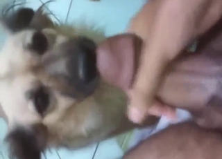 POV pleasure session with a pooch that sucks