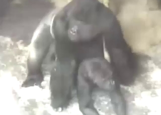 Curvy godak katta xoroz soradi Transvestitlar ogizlarida boladi