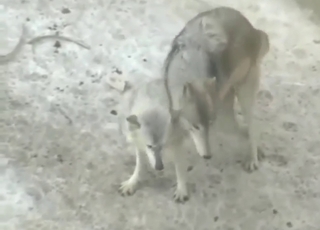 Wolf sex scene with an animal that fucks hard