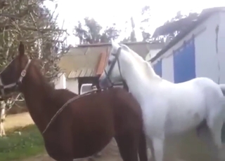 Brown mare shows how she takes horse dick