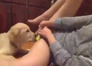 長相漂亮的亞洲女孩要被狗舔了。