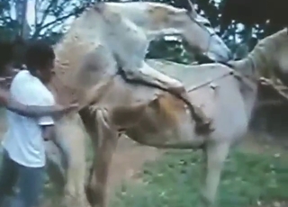 Good-looking animal fucked by a huge donkey cock