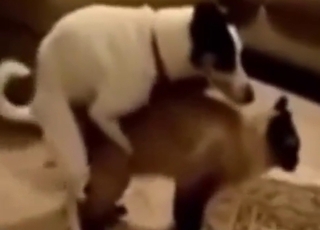 Interspecies zoo XXX with a pig taking cock