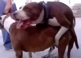 Small dogs choose to go all the way with gape