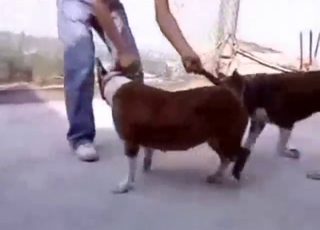 Small dogs choose to go all the way with gape