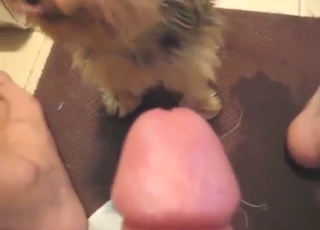 Amazing zoo sex with a sexy animal licking dick