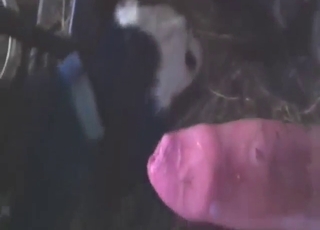 Zoophile cock in zoophile porn, dominating