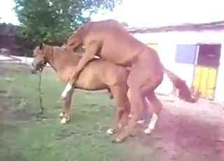 Mare s'ouvre, le cheval aime la fente profonde et chaude