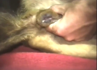 Bestiality porn with handjobs, it's so, so hot