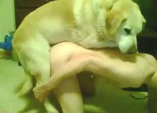 Zoophile porn with a Lab drilling into that ass